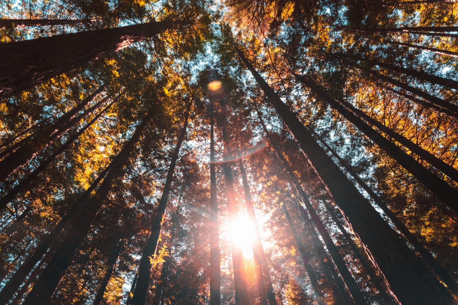 Baumkronen mit Sonnenlicht